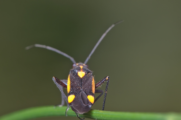 Miridae: Horistus orientalis di Malta (GB)